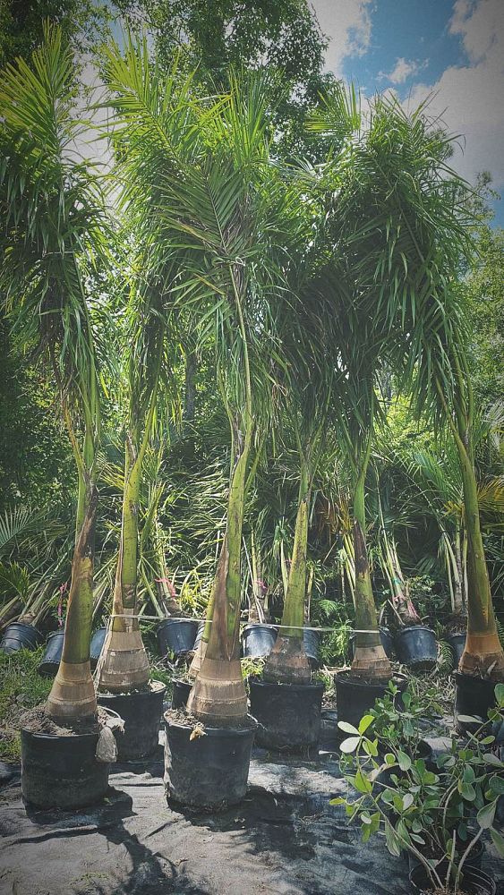 roystonea-regia-roystonea-elata-florida-royal-palm-cuban-royal-palm-royal-palm