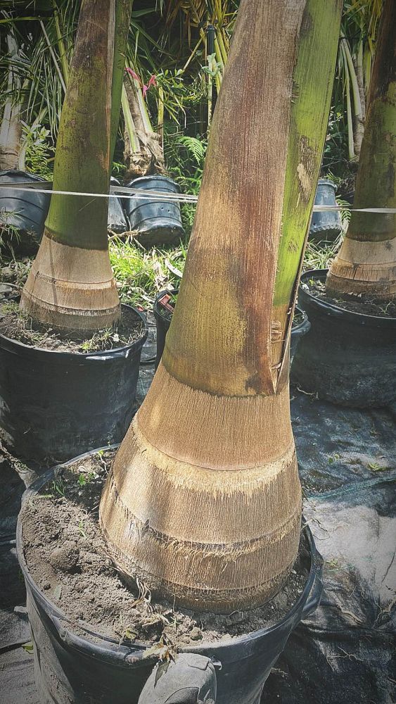 roystonea-regia-roystonea-elata-florida-royal-palm-cuban-royal-palm-royal-palm