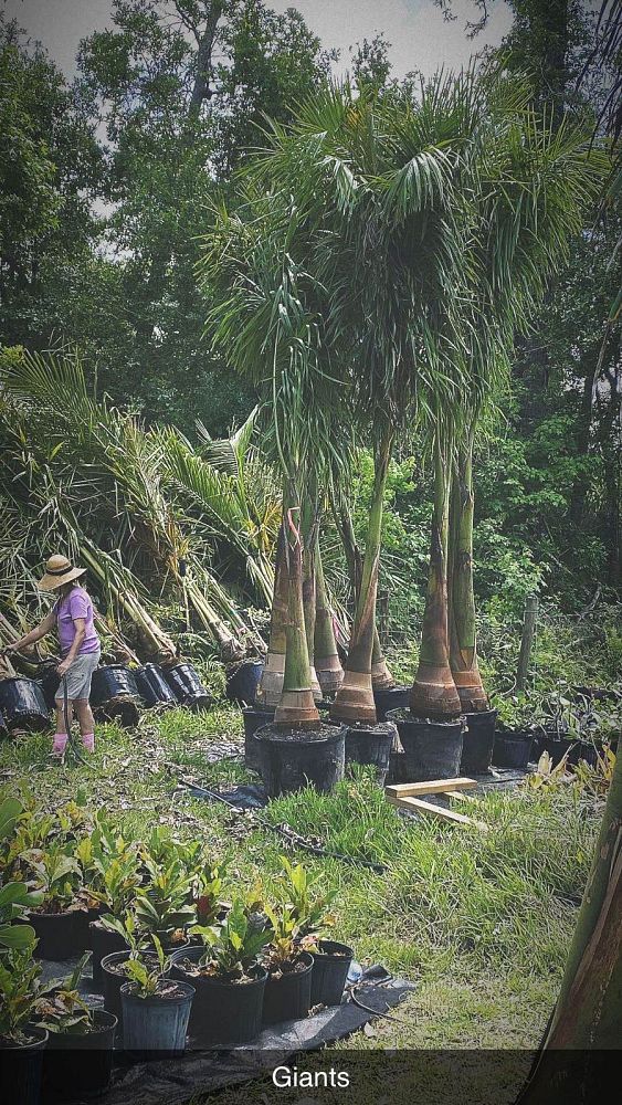 roystonea-regia-roystonea-elata-florida-royal-palm-cuban-royal-palm-royal-palm