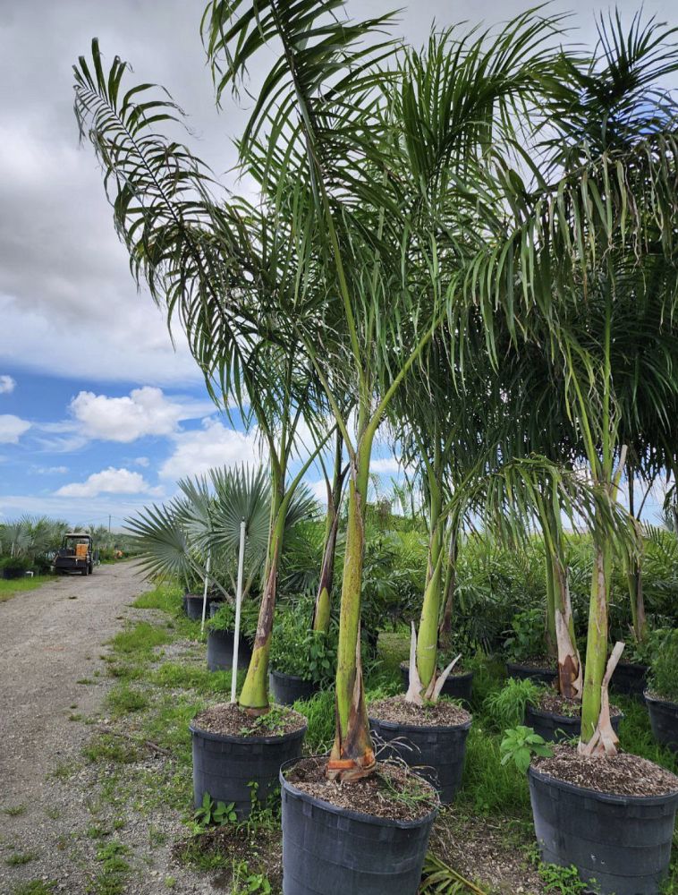 roystonea-regia-roystonea-elata-florida-royal-palm-cuban-royal-palm-royal-palm