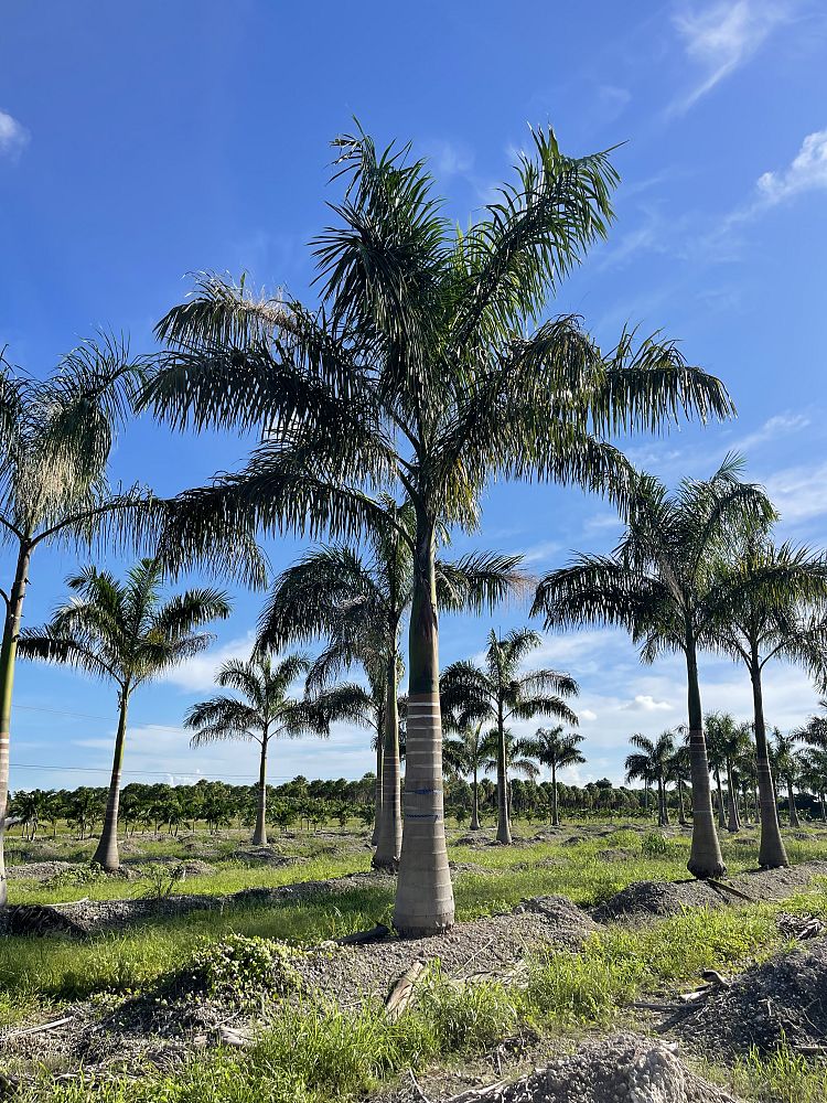 roystonea-regia-roystonea-elata-florida-royal-palm-cuban-royal-palm-royal-palm