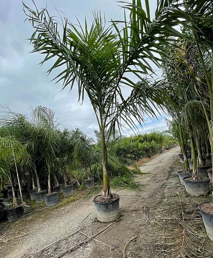 roystonea-regia-roystonea-elata-florida-royal-palm-cuban-royal-palm-royal-palm