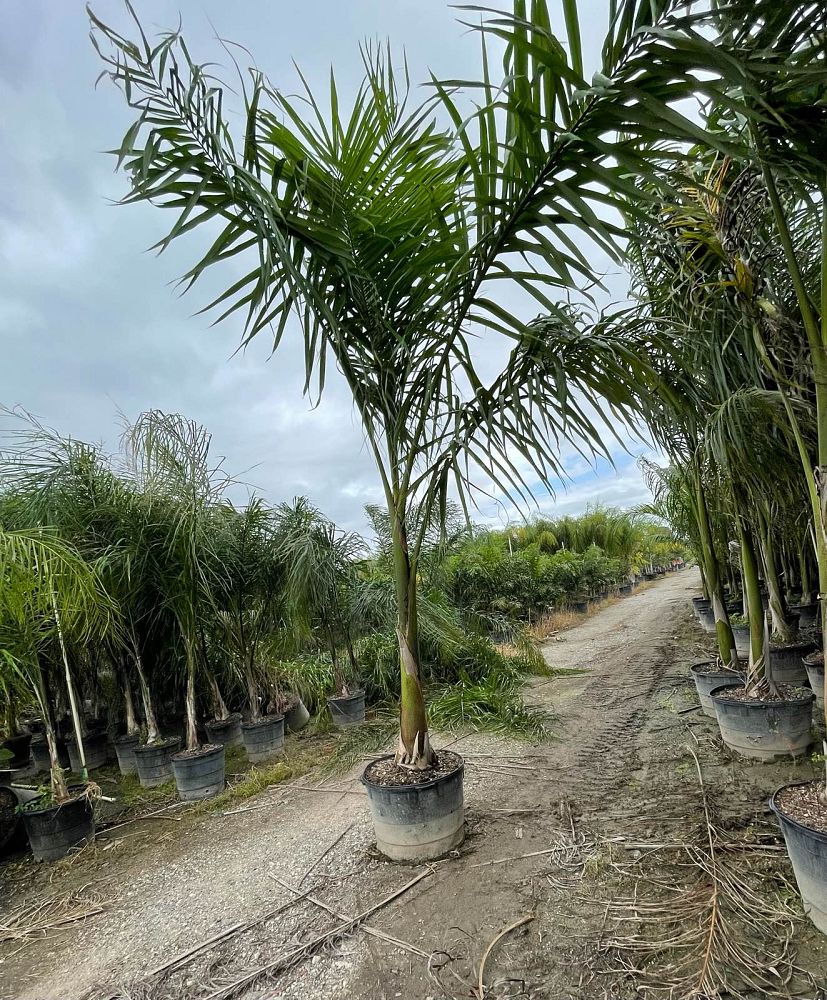 roystonea-regia-roystonea-elata-florida-royal-palm-cuban-royal-palm-royal-palm