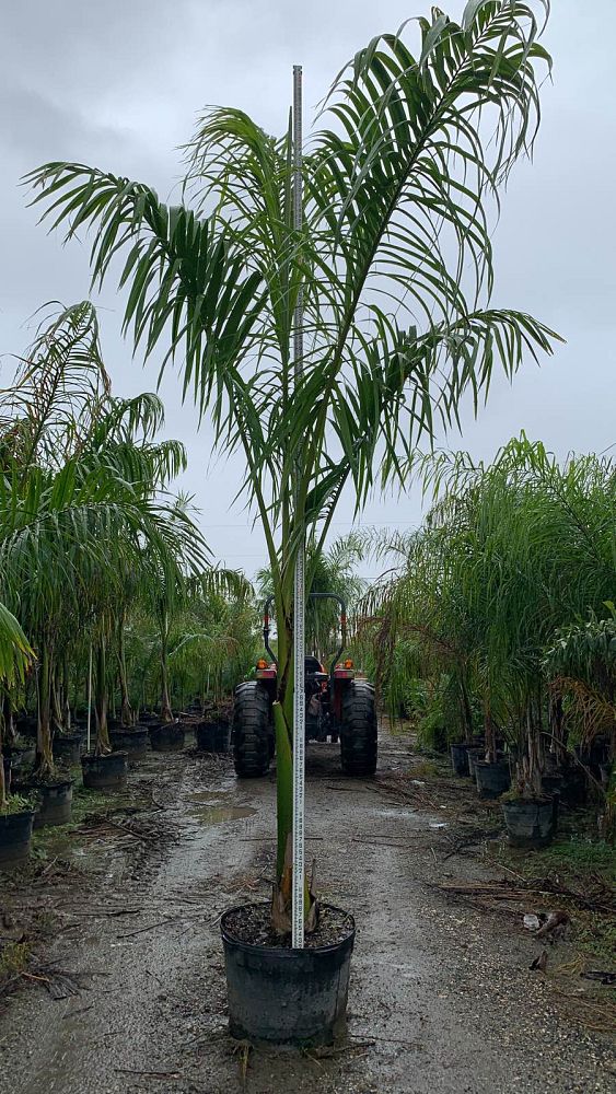 roystonea-regia-roystonea-elata-florida-royal-palm-cuban-royal-palm-royal-palm