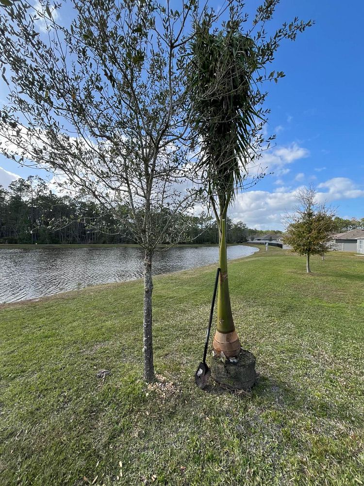 roystonea-regia-roystonea-elata-florida-royal-palm-cuban-royal-palm-royal-palm