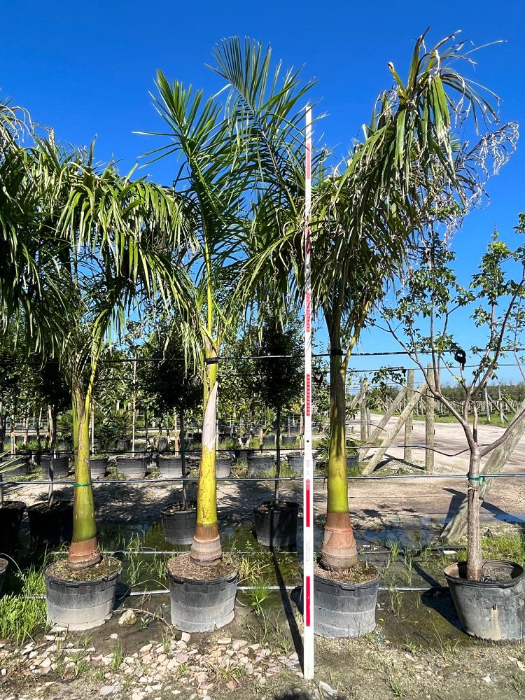 roystonea-regia-roystonea-elata-florida-royal-palm-cuban-royal-palm-royal-palm