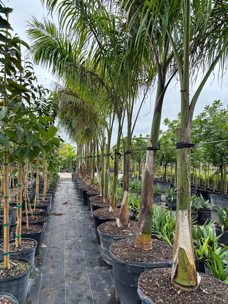 roystonea-regia-roystonea-elata-florida-royal-palm-cuban-royal-palm-royal-palm