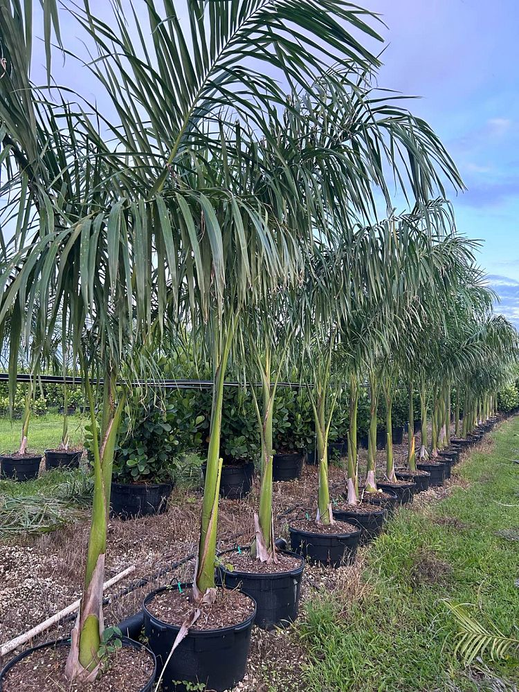 roystonea-regia-roystonea-elata-florida-royal-palm-cuban-royal-palm-royal-palm
