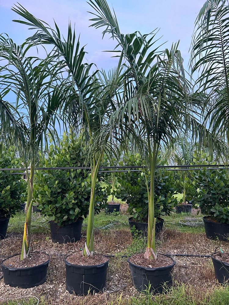 roystonea-regia-roystonea-elata-florida-royal-palm-cuban-royal-palm-royal-palm