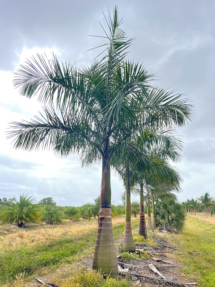 roystonea-regia-roystonea-elata-florida-royal-palm-cuban-royal-palm-royal-palm