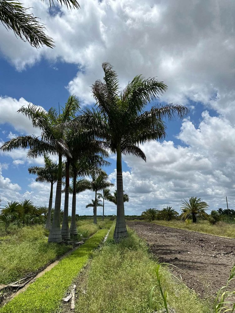 roystonea-regia-roystonea-elata-florida-royal-palm-cuban-royal-palm-royal-palm