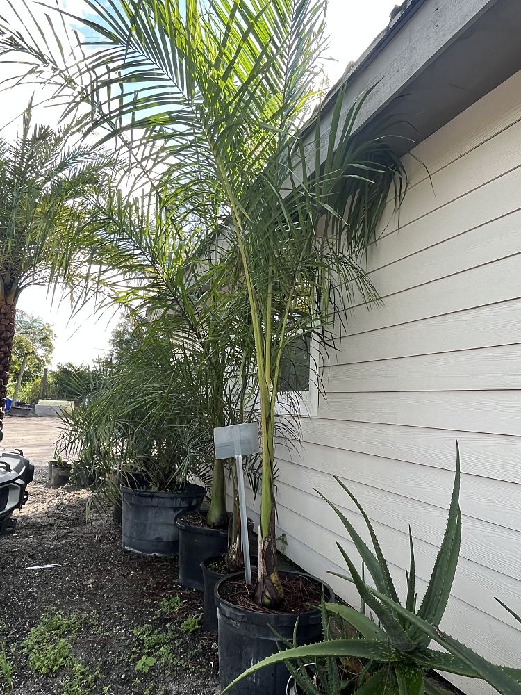 roystonea-regia-roystonea-elata-florida-royal-palm-cuban-royal-palm-royal-palm