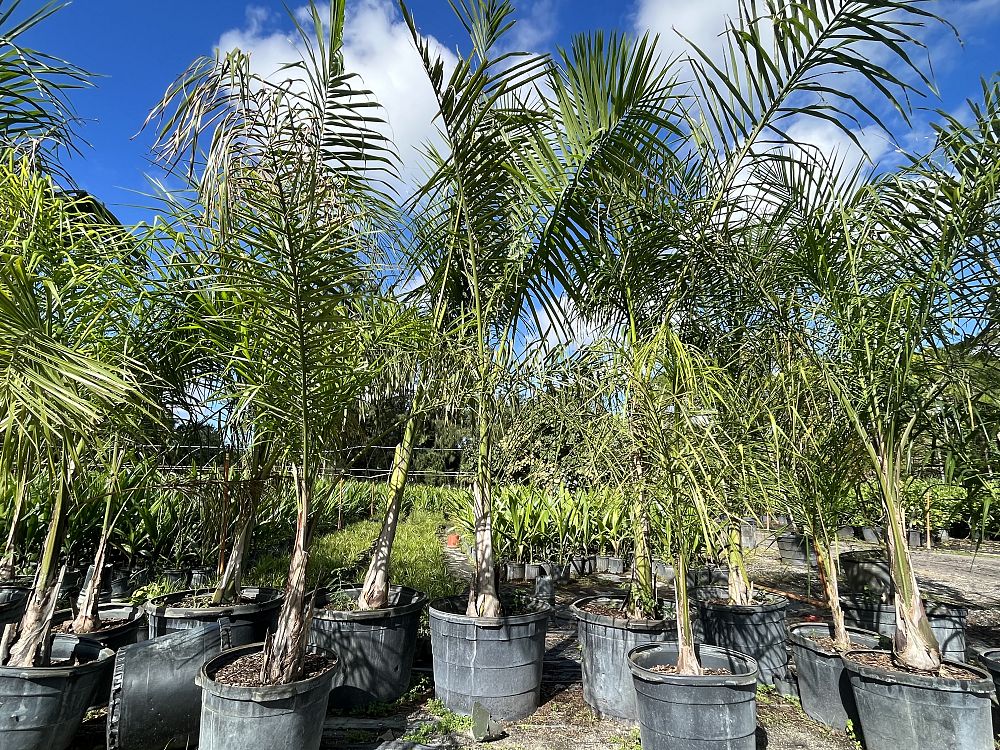 roystonea-regia-roystonea-elata-florida-royal-palm-cuban-royal-palm-royal-palm
