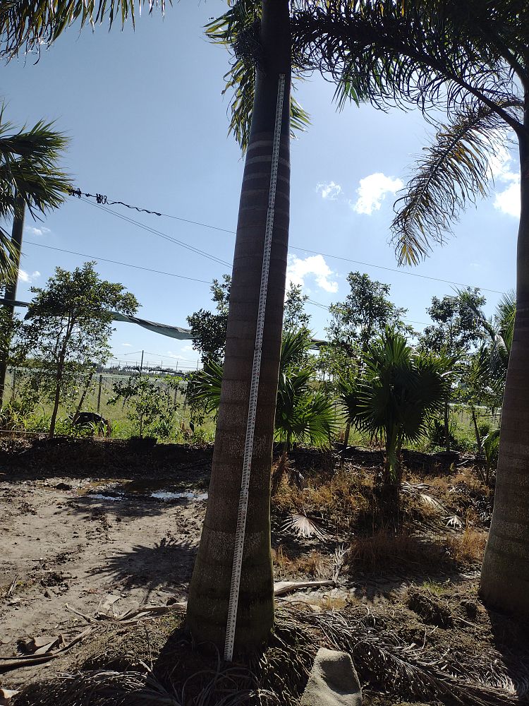 roystonea-regia-roystonea-elata-florida-royal-palm-cuban-royal-palm-royal-palm