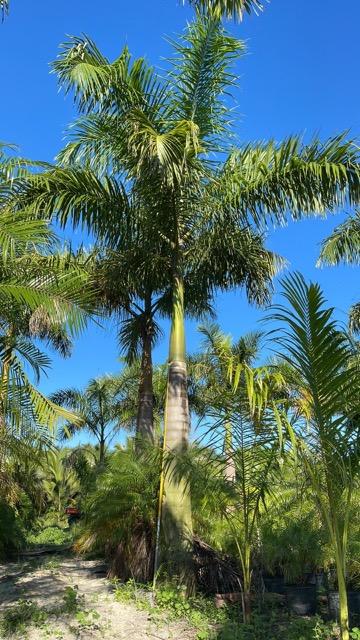 roystonea-regia-roystonea-elata-florida-royal-palm-cuban-royal-palm-royal-palm