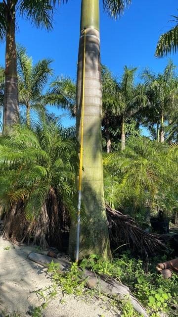 roystonea-regia-roystonea-elata-florida-royal-palm-cuban-royal-palm-royal-palm