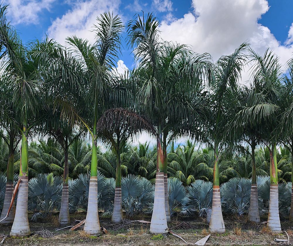 roystonea-regia-roystonea-elata-florida-royal-palm-cuban-royal-palm-royal-palm