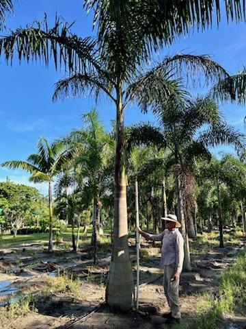 roystonea-regia-roystonea-elata-florida-royal-palm-cuban-royal-palm-royal-palm