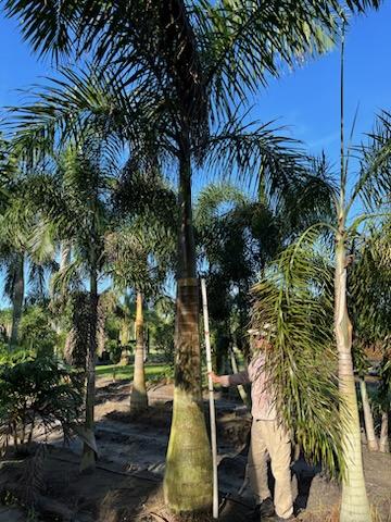 roystonea-regia-roystonea-elata-florida-royal-palm-cuban-royal-palm-royal-palm