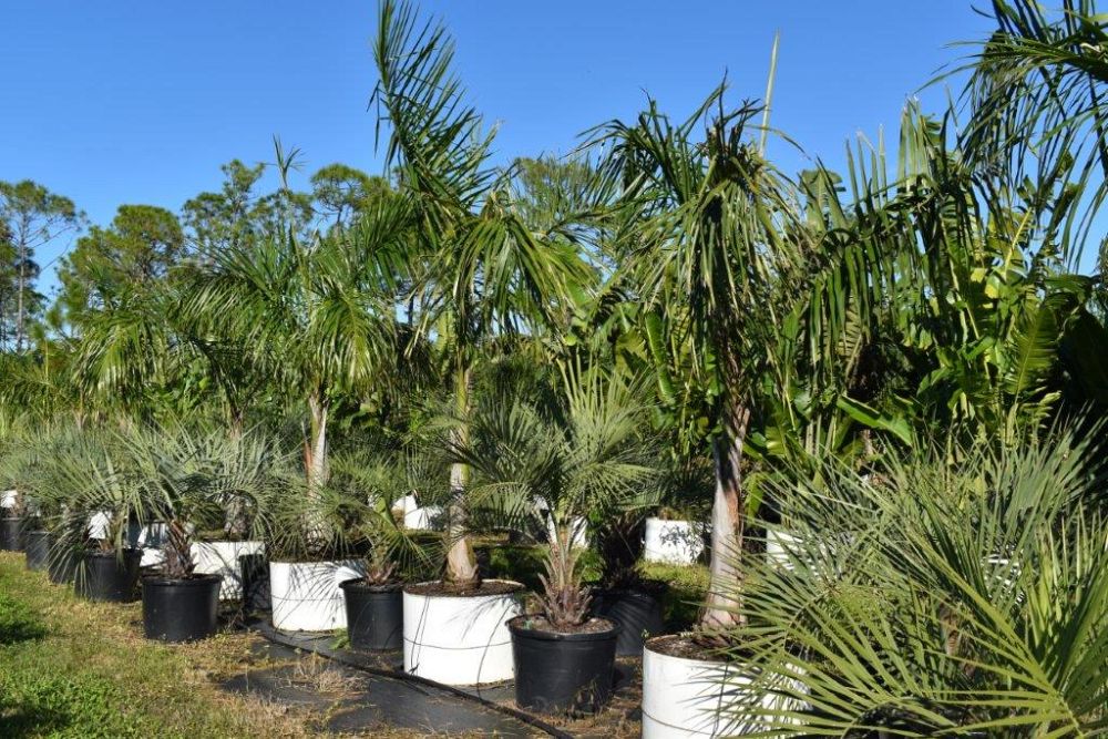 roystonea-regia-roystonea-elata-florida-royal-palm-cuban-royal-palm-royal-palm