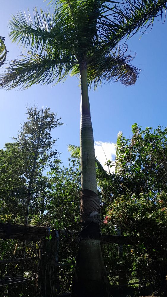 roystonea-regia-roystonea-elata-florida-royal-palm-cuban-royal-palm-royal-palm