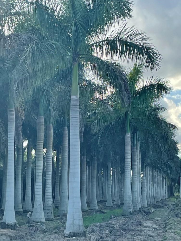roystonea-regia-roystonea-elata-florida-royal-palm-cuban-royal-palm-royal-palm