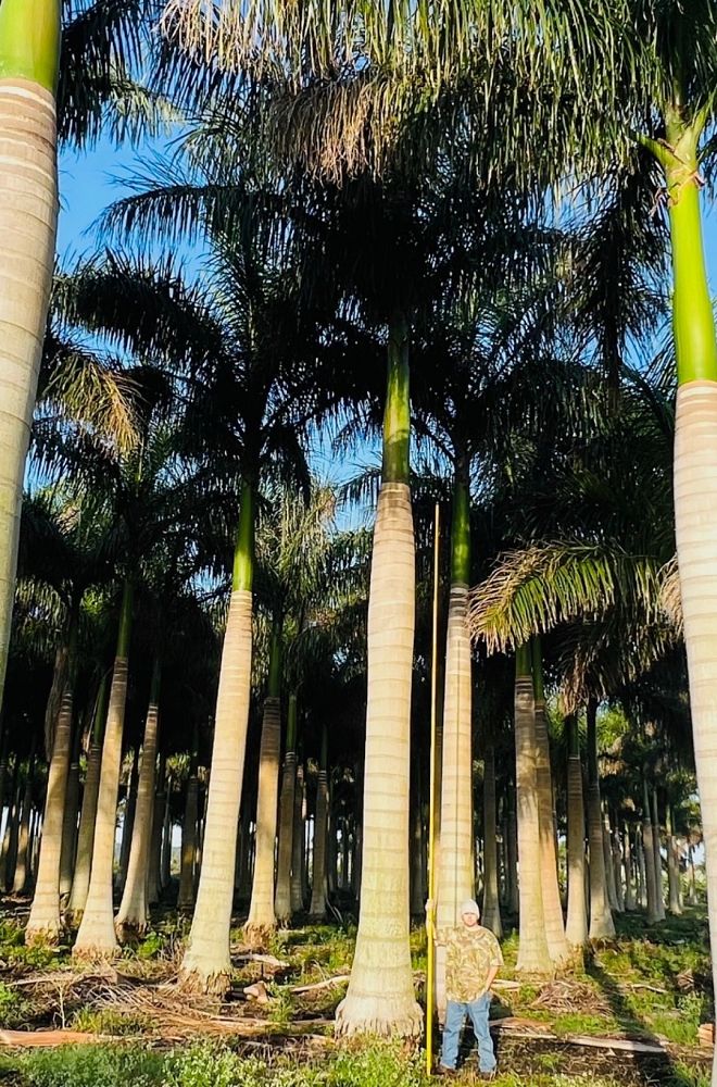 roystonea-regia-roystonea-elata-florida-royal-palm-cuban-royal-palm-royal-palm