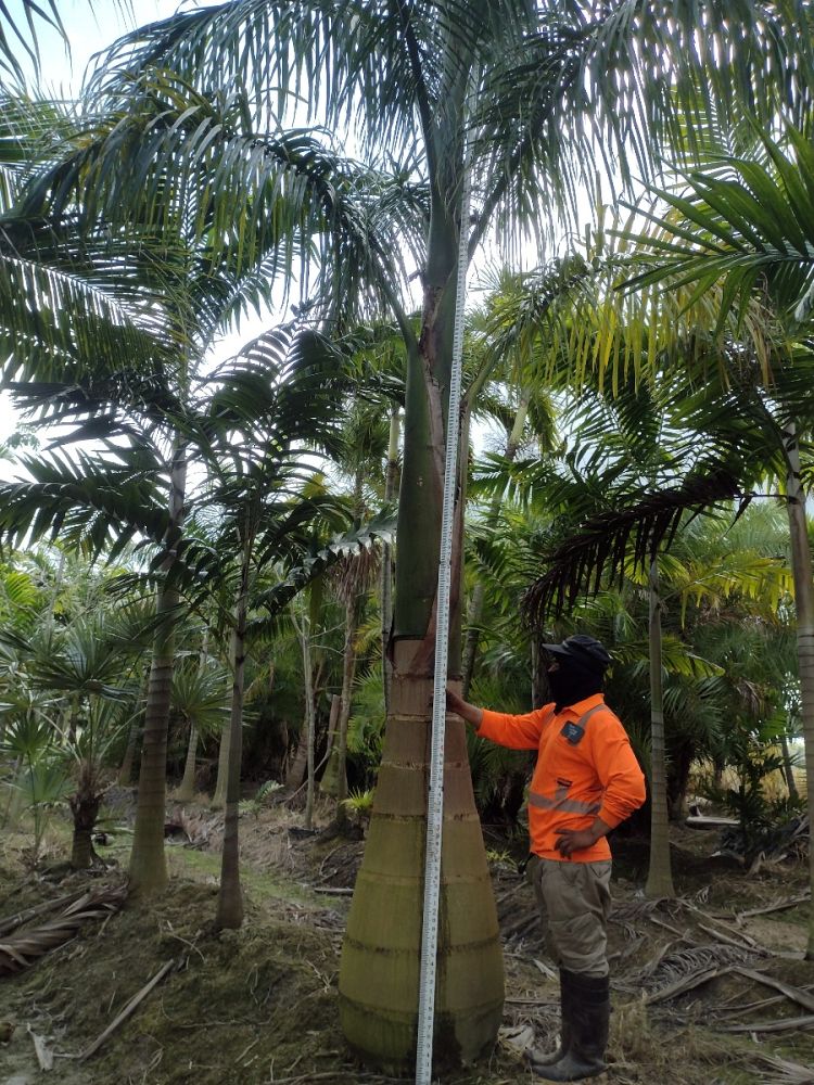 roystonea-regia-roystonea-elata-florida-royal-palm-cuban-royal-palm-royal-palm