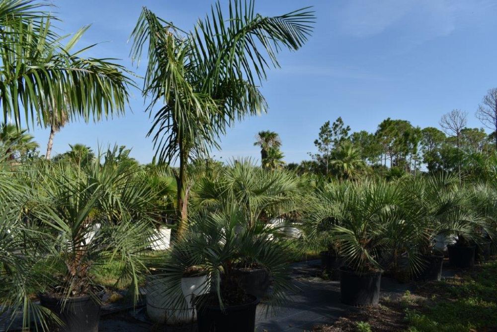 roystonea-regia-roystonea-elata-florida-royal-palm-cuban-royal-palm-royal-palm