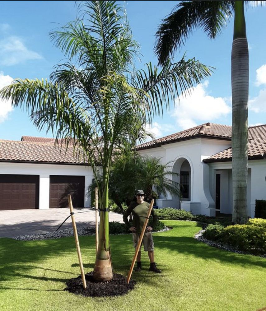 roystonea-regia-roystonea-elata-florida-royal-palm-cuban-royal-palm-royal-palm