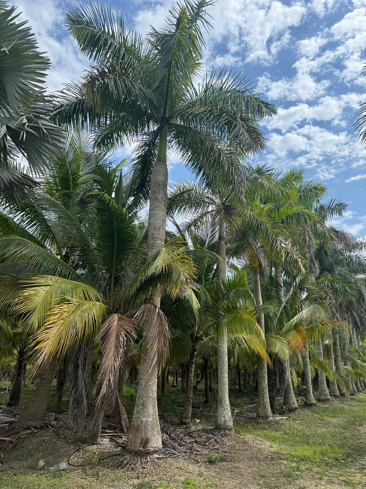 roystonea-regia-roystonea-elata-florida-royal-palm-cuban-royal-palm-royal-palm