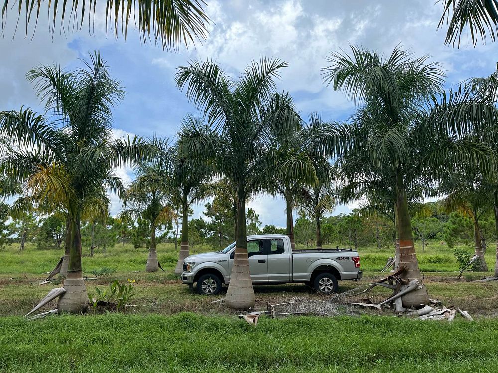 roystonea-regia-roystonea-elata-florida-royal-palm-cuban-royal-palm-royal-palm