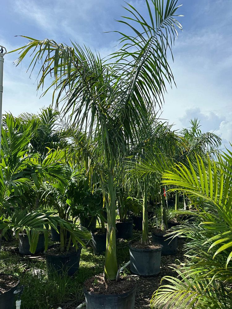 roystonea-regia-roystonea-elata-florida-royal-palm-cuban-royal-palm-royal-palm