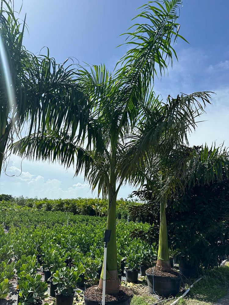 roystonea-regia-roystonea-elata-florida-royal-palm-cuban-royal-palm-royal-palm
