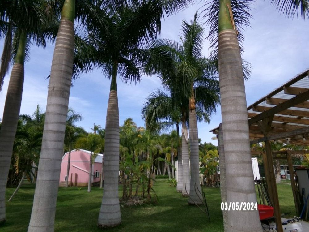 roystonea-regia-roystonea-elata-florida-royal-palm-cuban-royal-palm-royal-palm