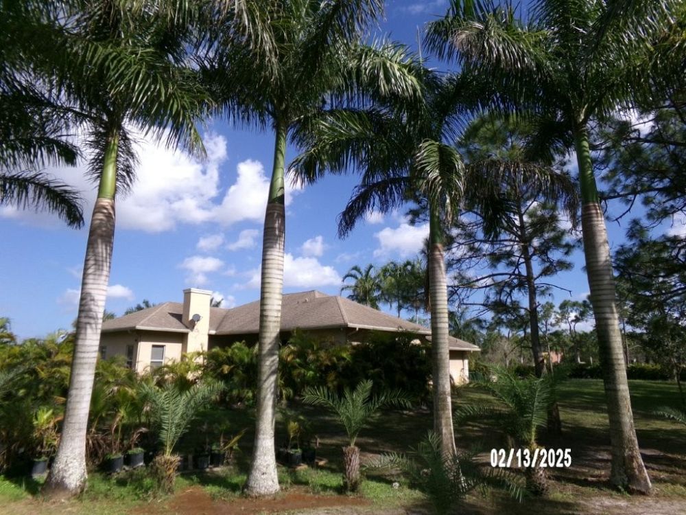 roystonea-regia-roystonea-elata-florida-royal-palm-cuban-royal-palm-royal-palm