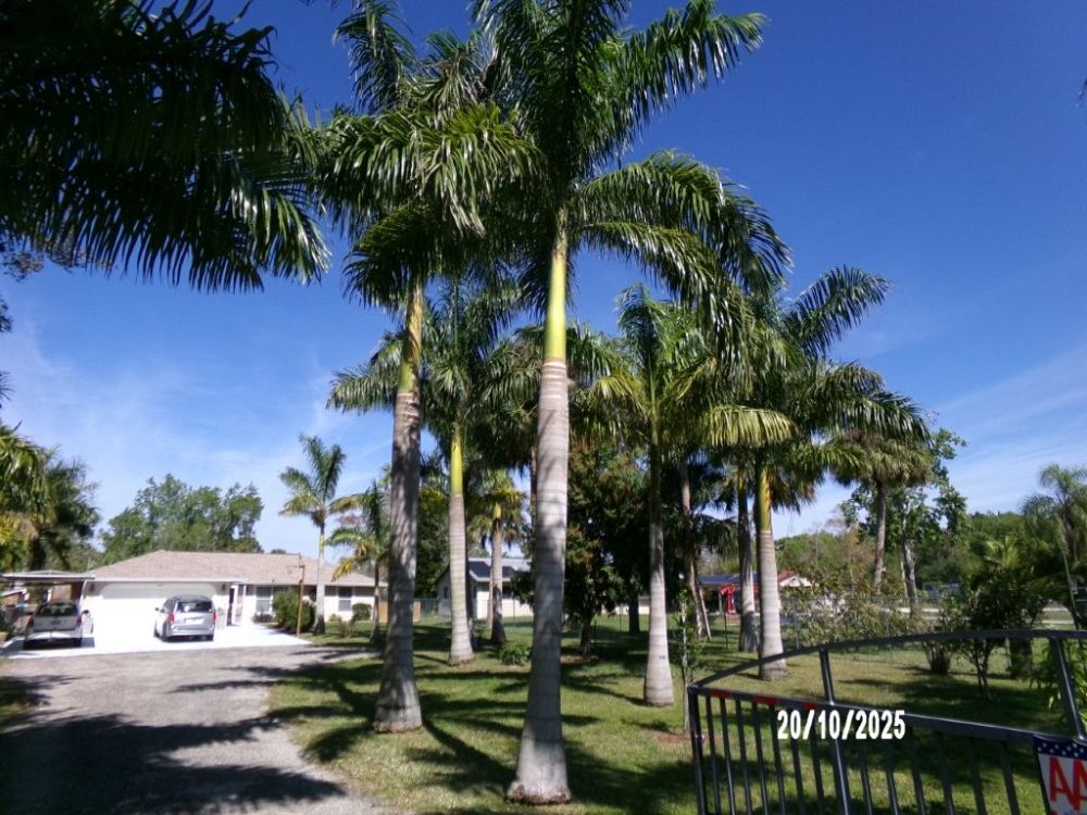 roystonea-regia-roystonea-elata-florida-royal-palm-cuban-royal-palm-royal-palm