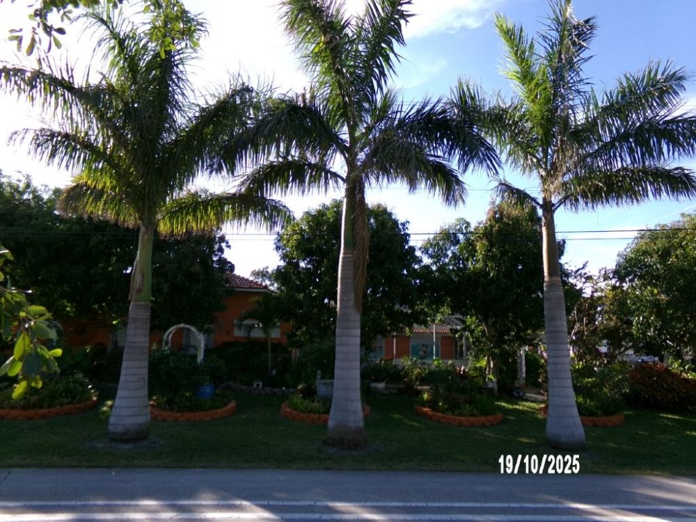 roystonea-regia-roystonea-elata-florida-royal-palm-cuban-royal-palm-royal-palm