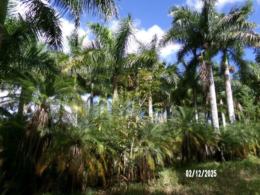 roystonea-regia-roystonea-elata-florida-royal-palm-cuban-royal-palm-royal-palm