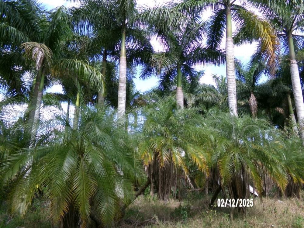 roystonea-regia-roystonea-elata-florida-royal-palm-cuban-royal-palm-royal-palm