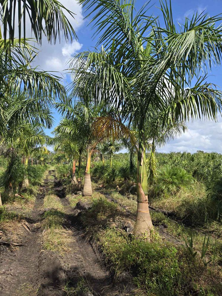 roystonea-regia-roystonea-elata-florida-royal-palm-cuban-royal-palm-royal-palm