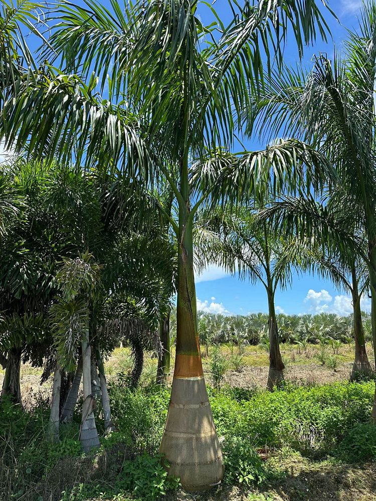 roystonea-regia-roystonea-elata-florida-royal-palm-cuban-royal-palm-royal-palm