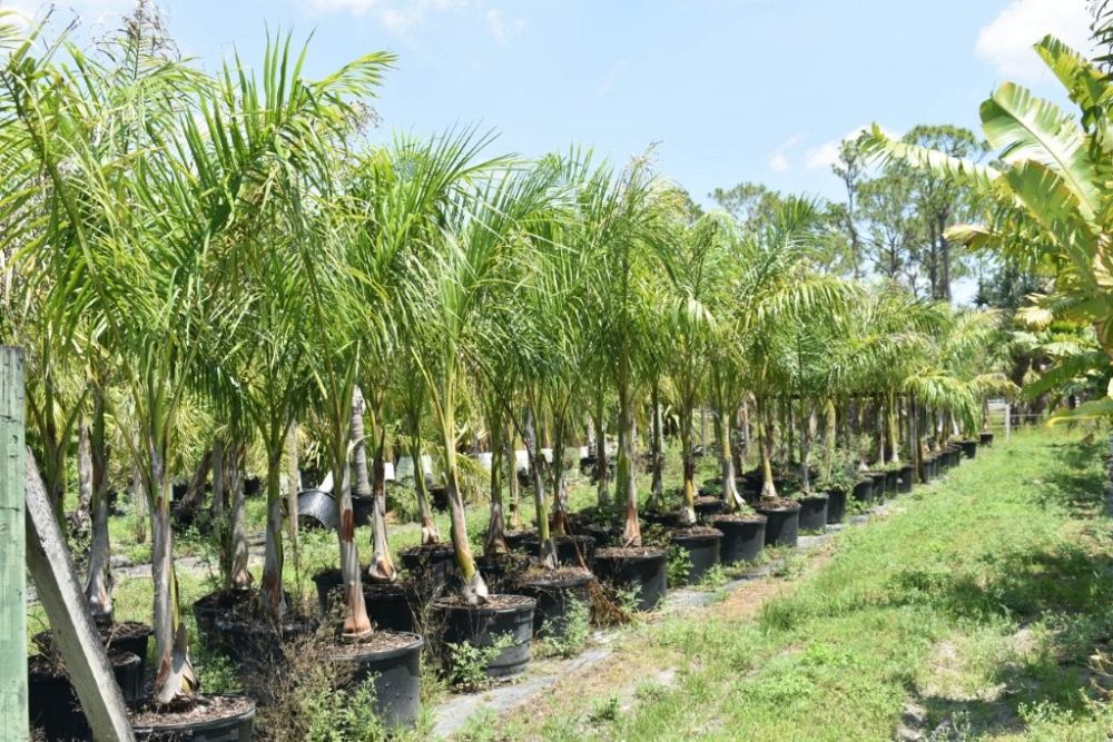 roystonea-regia-roystonea-elata-florida-royal-palm-cuban-royal-palm-royal-palm