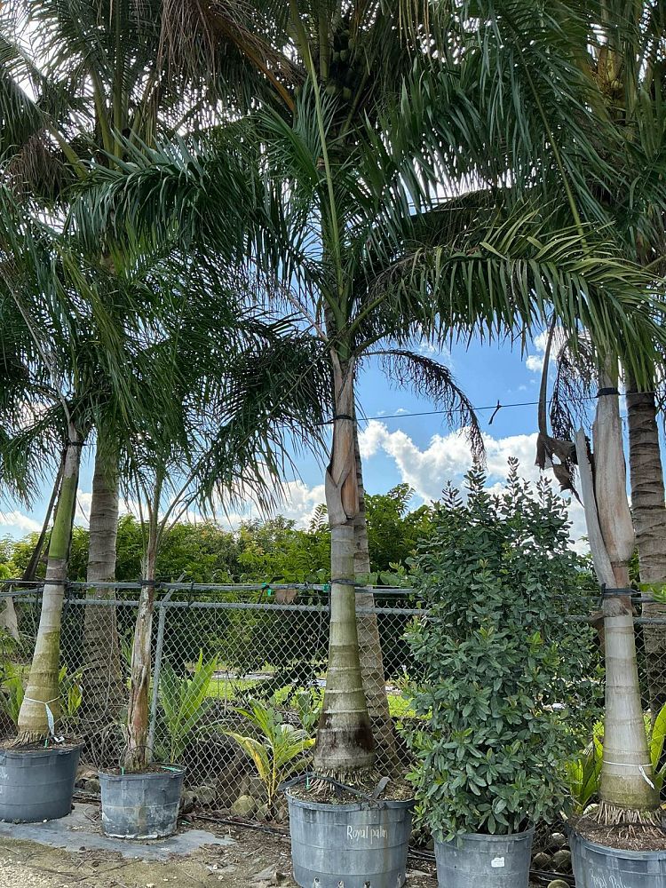 roystonea-regia-roystonea-elata-florida-royal-palm-cuban-royal-palm-royal-palm
