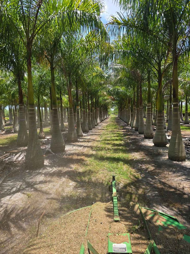 roystonea-regia-roystonea-elata-florida-royal-palm-cuban-royal-palm-royal-palm