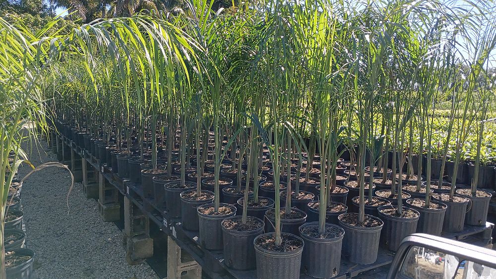 roystonea-regia-roystonea-elata-florida-royal-palm-cuban-royal-palm-royal-palm