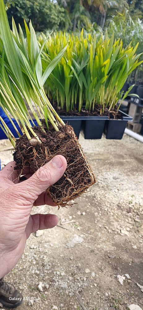 roystonea-regia-roystonea-elata-florida-royal-palm-cuban-royal-palm-royal-palm