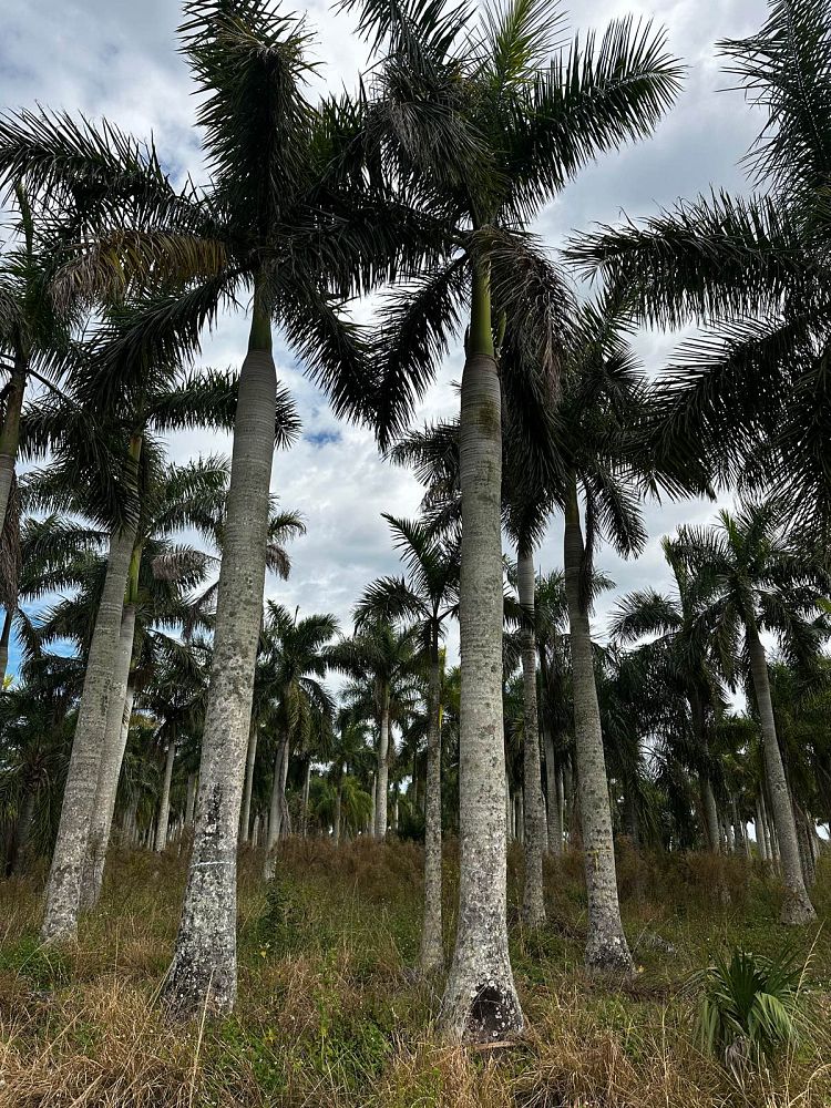 roystonea-regia-roystonea-elata-florida-royal-palm-cuban-royal-palm-royal-palm