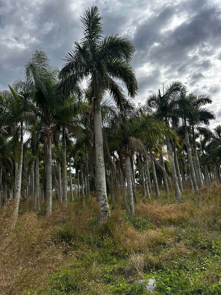 roystonea-regia-roystonea-elata-florida-royal-palm-cuban-royal-palm-royal-palm