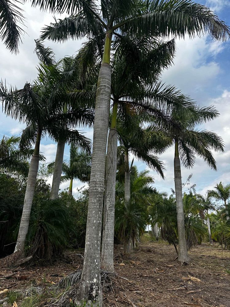 roystonea-regia-roystonea-elata-florida-royal-palm-cuban-royal-palm-royal-palm